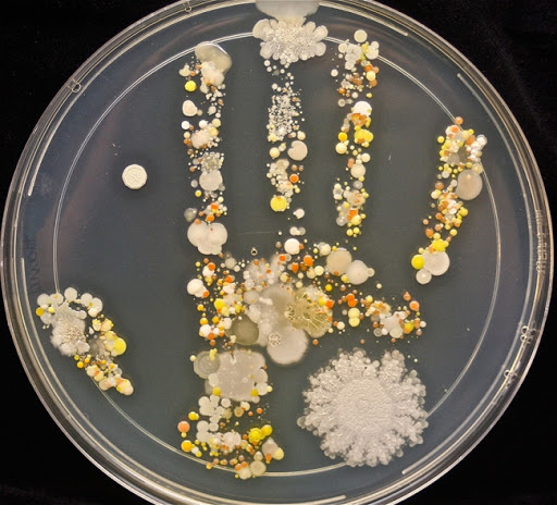 Bacterias: Lava las manos de tu hijo siempre